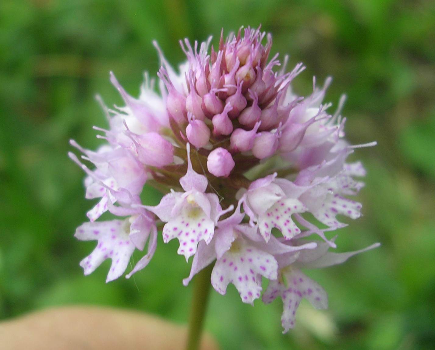 D. maculata,T. globosa, G. conopsea, N. rubra